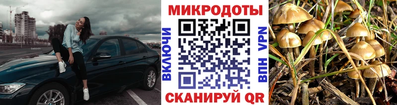 магазин продажи наркотиков  Джанкой  shop Telegram  Псилоцибиновые грибы Cubensis 